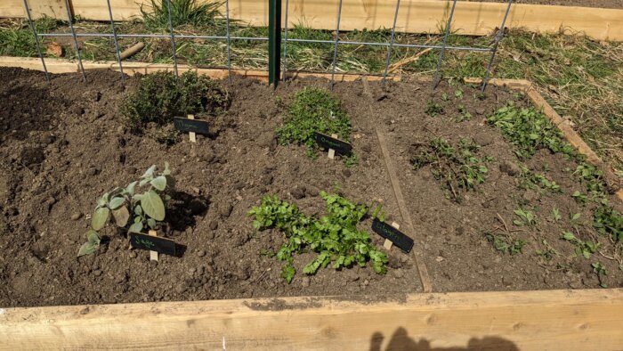 Small herb plants growing in a raised bed.