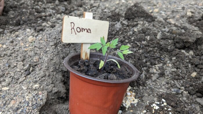 a roma tomato seedling