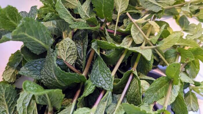 fresh cut mint sprigs