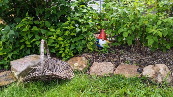 an old basket in front of lilac bushes, raspberry bushes, and a garden gnome