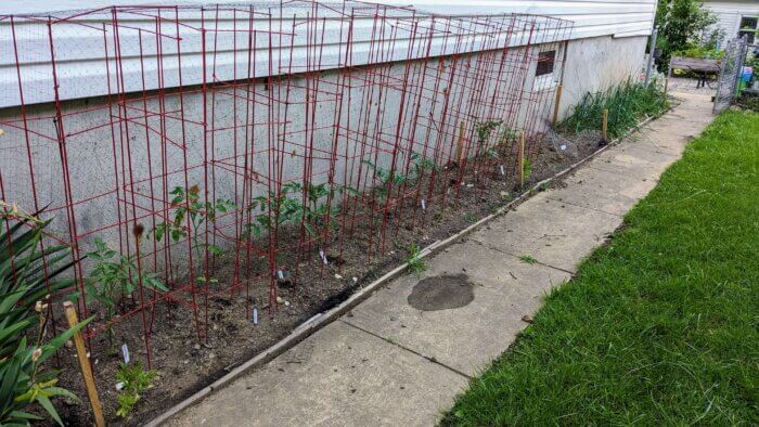 ten small tomato plants in tomato cages along the side of a house