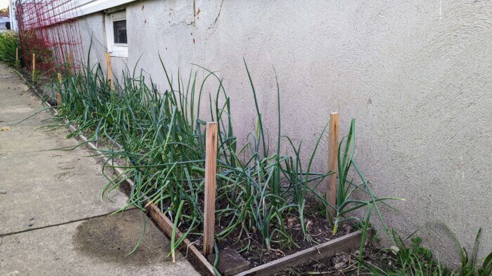 a hundred onion plants growing along the side of a house