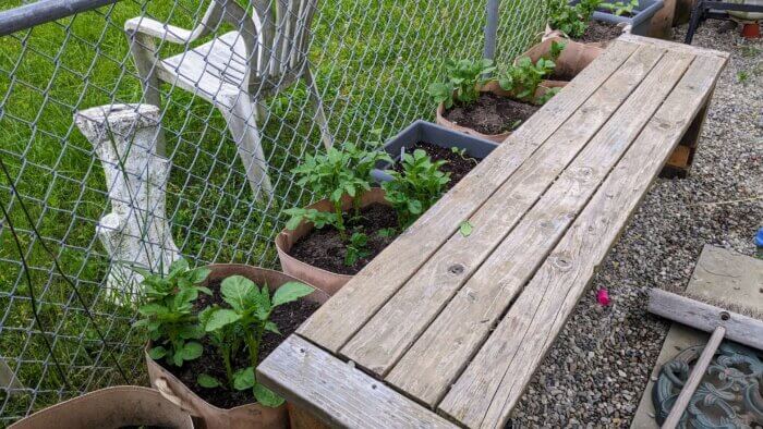 handmade wooden bench in front of a row of grow bags filled with potato greens