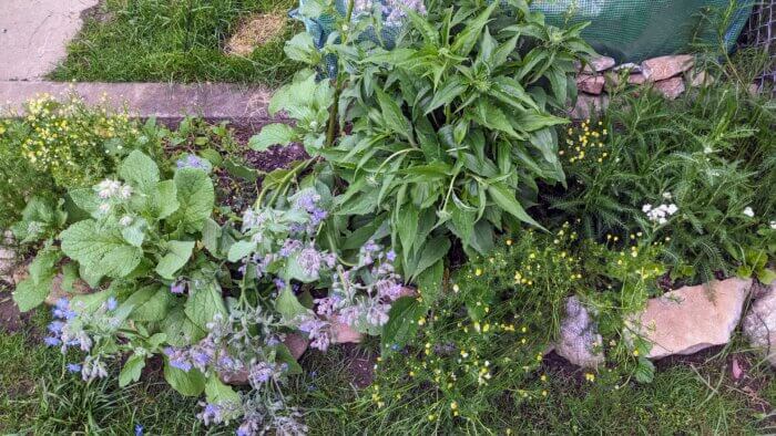 herbal tea garden with borage, yarrow and chamomile