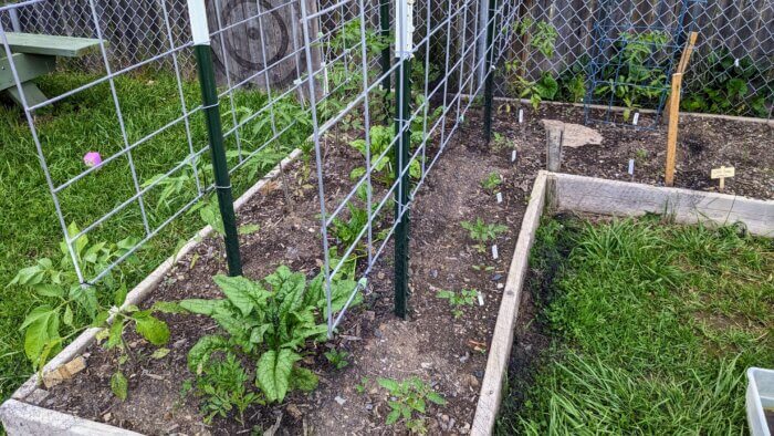 spinach plants in between two rows of tomato plants and half cattle panels