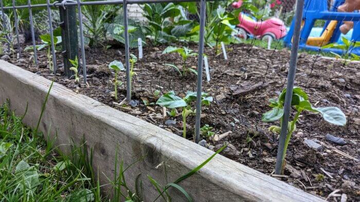 Chinese noodle bean seedlings