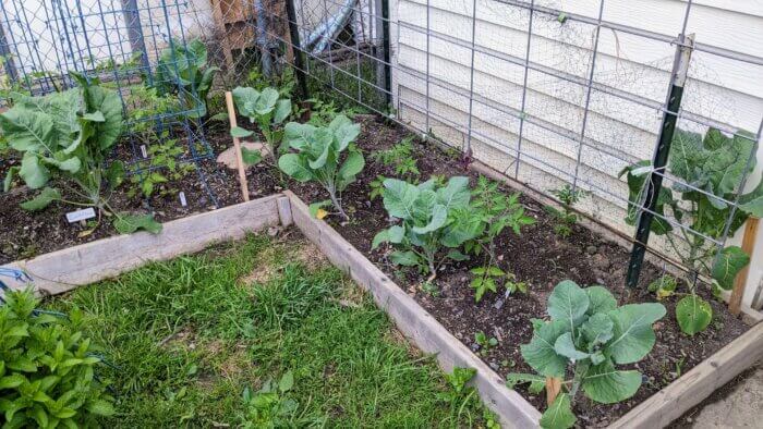 cauliflower greens in front of tomato plants