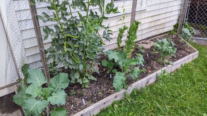 broccoli growing in front of fava beans