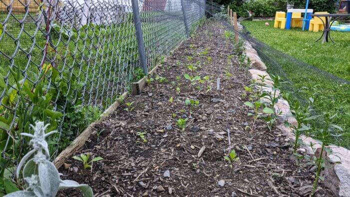 garden bed of flower seedlings