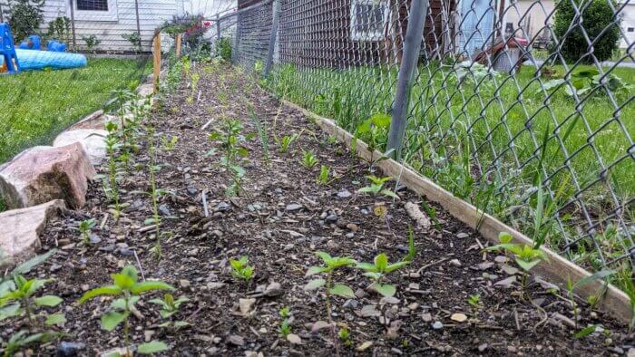 garden bed of flower seedlings