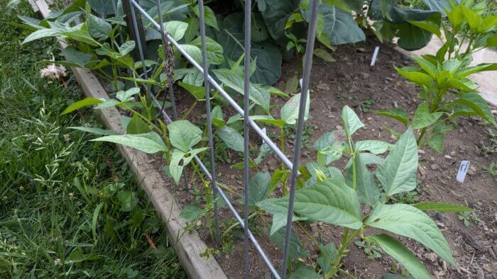 yard long beans growing on a trellis