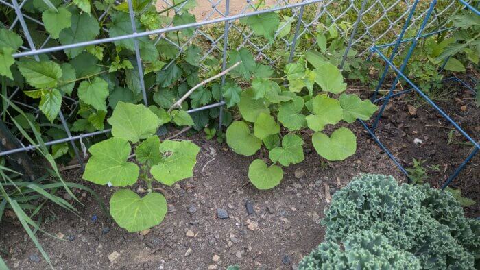 squash plants growing along a trellis