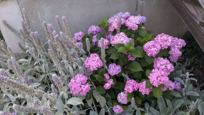 pink and purple hydrangea bush with lambs ear growing next to it