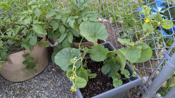 kajari melon plant growing in a container