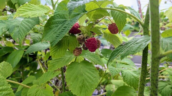 close up of raspberries growing