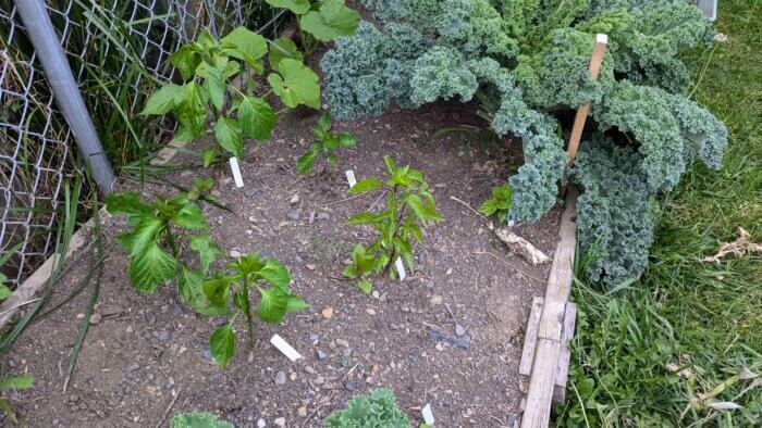 pepper plants