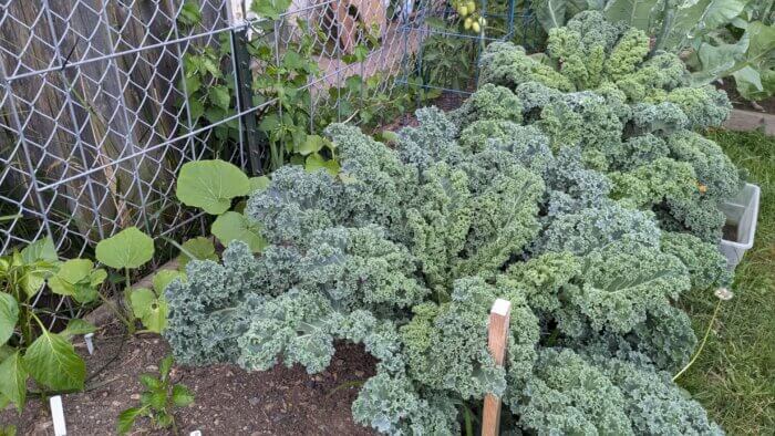 kale plants growing in a garden