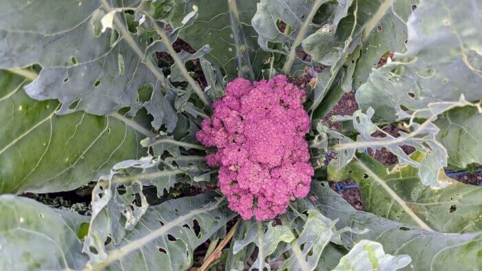 purple cauliflower growing