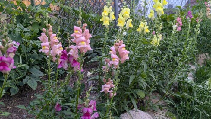 snapdragons growing in a garden