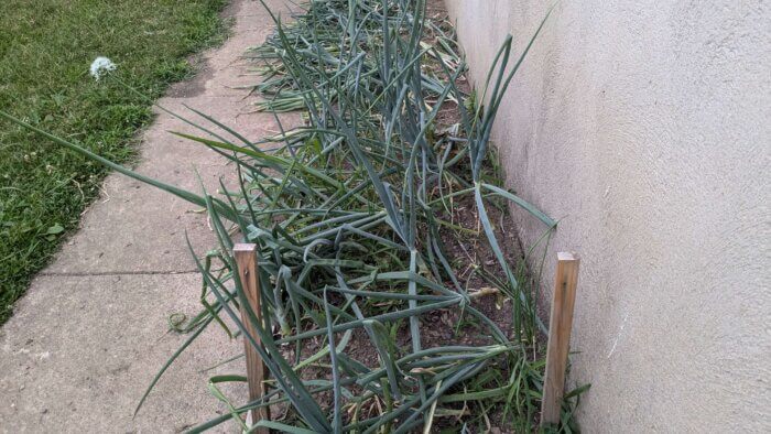 onion plants in soil