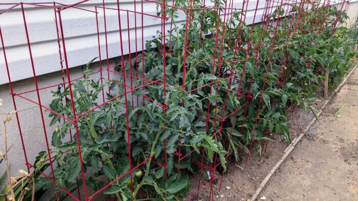 tomato plants growing in square red cages