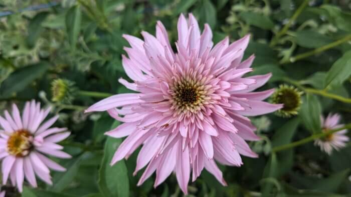 paradiso echinacea blooming