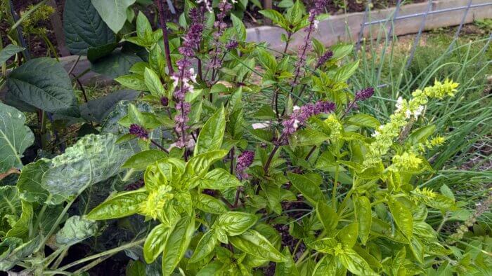 basil plants going to seed 