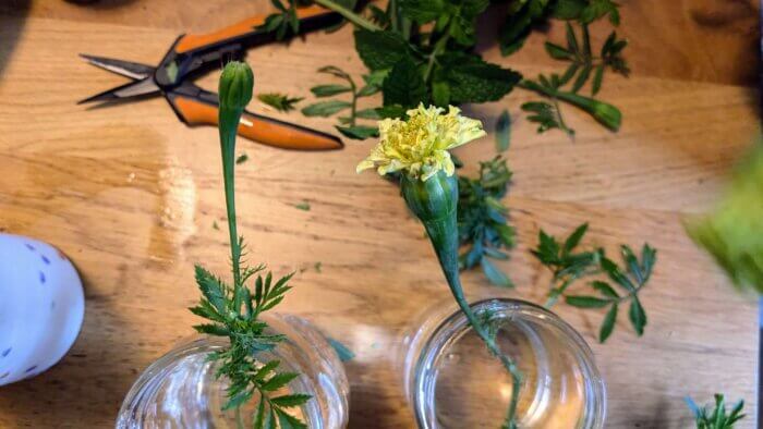 two white marigolds in mason jars