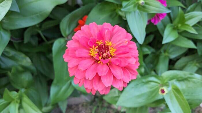 pink zinnia