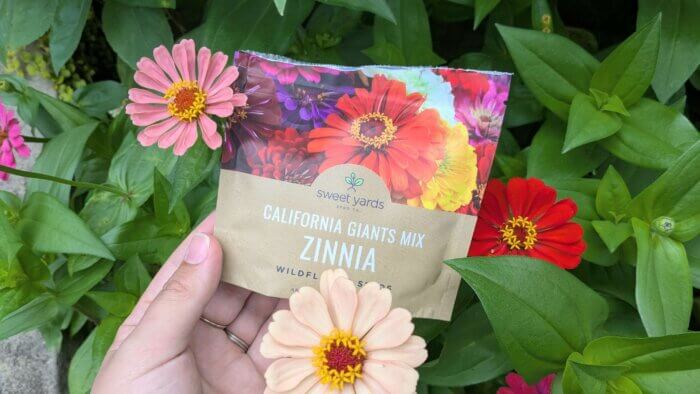 a woman holding a bag of zinnia seeds in a garden of zinnias