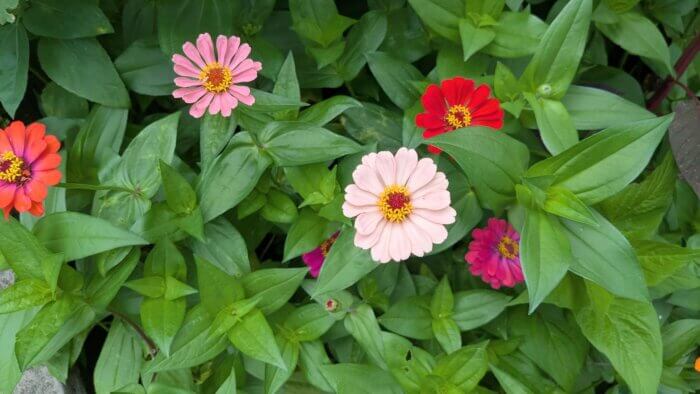California giant zinnias 
