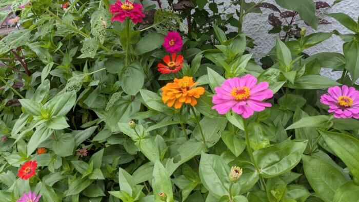 growing zinnias in a garden 
