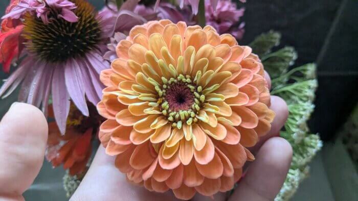 a giant salmon zinnia