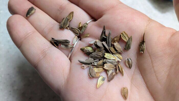 woman holding zinnia seeds in her hand 