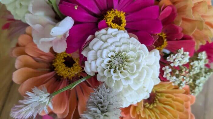 a floral arrangement of zinnias 