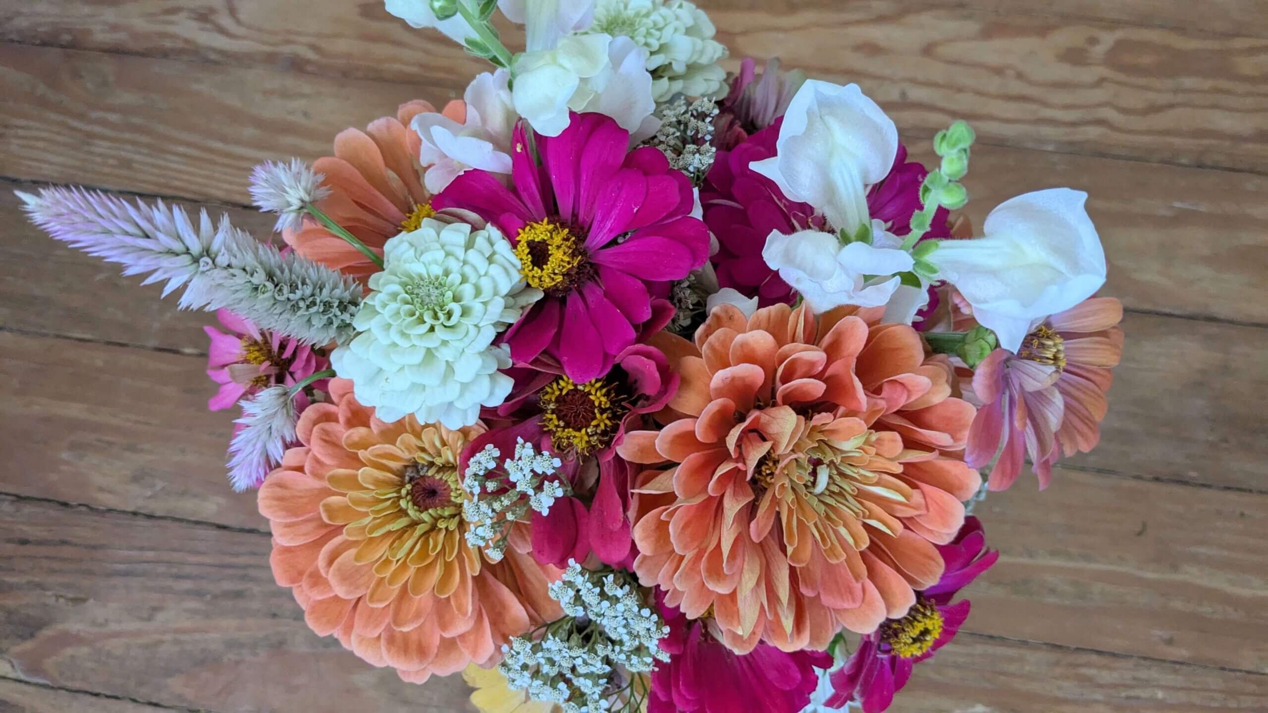 Growing Zinnias