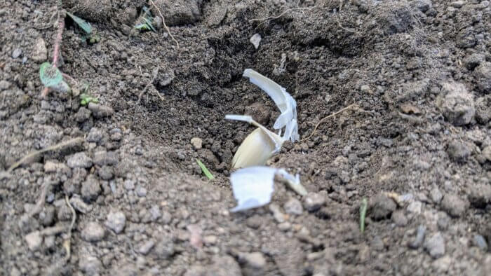garlic clove in the soil