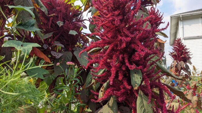 red amaranth