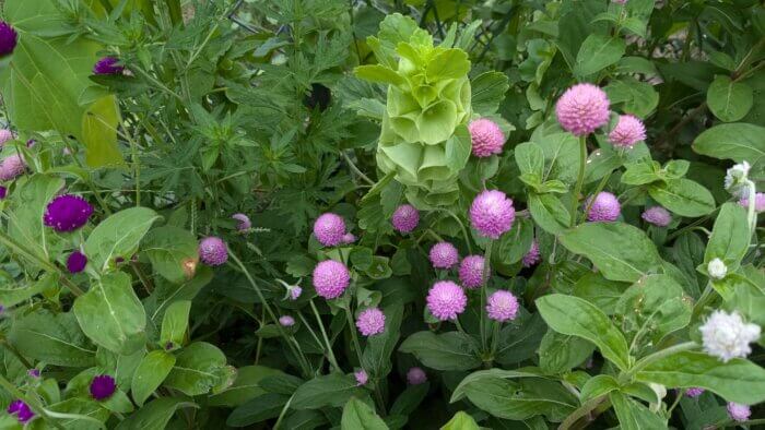 gomphrena and bells of Ireland
