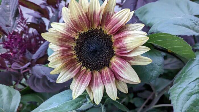 soft red and yellow sunflower