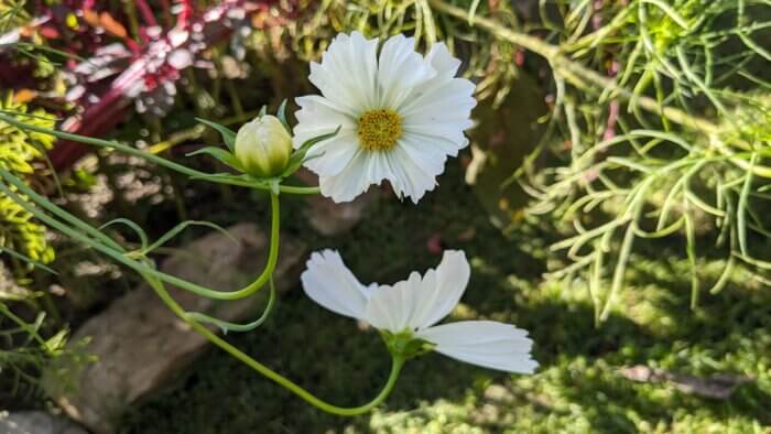 white cupcake cosmos