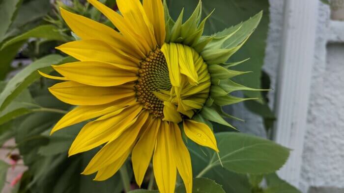half unfurled yellow sunflower