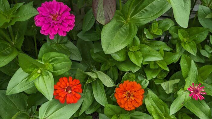patch of zinnias